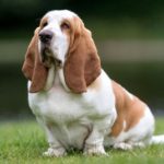basset-haund-1