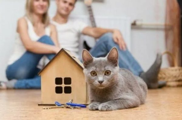 сеть гостиниц для кошек Сэр Кот