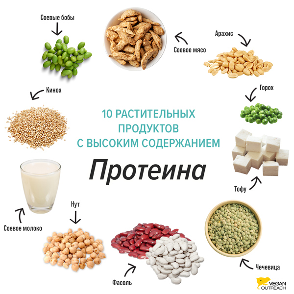 Растительное питание обеспечивает организм важными элементами, такими как белки, углеводы, витамины и минералы, которые играют важную роль в поддержании нашего физического и эмоционального здоровья. Необходимо отметить, что все эти компоненты можно получить из растительных источников, таких как орехи, семена, фрукты, овощи и злаки.