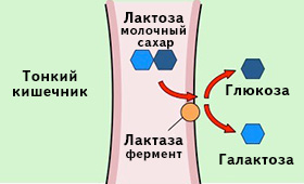 Важно отметить, что альтернативные продукты для людей с непереносимостью лактозы не только безвредны, но и могут быть вкусными и разнообразными. Популярными среди них являются безлактозные молочные продукты, такие как... (примеры безлактозных продуктов). Эти продукты изготавливаются на основе растительных компонентов, которые содержат необходимые питательные вещества и способны заменить привычные молочные продукты.