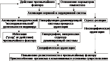 Они помогают организму адаптироваться и противостоять стрессу, а также восстанавливать и поддерживать его функции. Некоторые питательные вещества, такие как антиоксиданты, защищают клетки от повреждений, вызванных свободными радикалами, которые в большом количестве образуются при стрессе. Другие питательные вещества, такие как витамины группы В, участвуют в процессах нервной системы, способствуя снижению тревожности и улучшению настроения в стрессовых ситуациях.